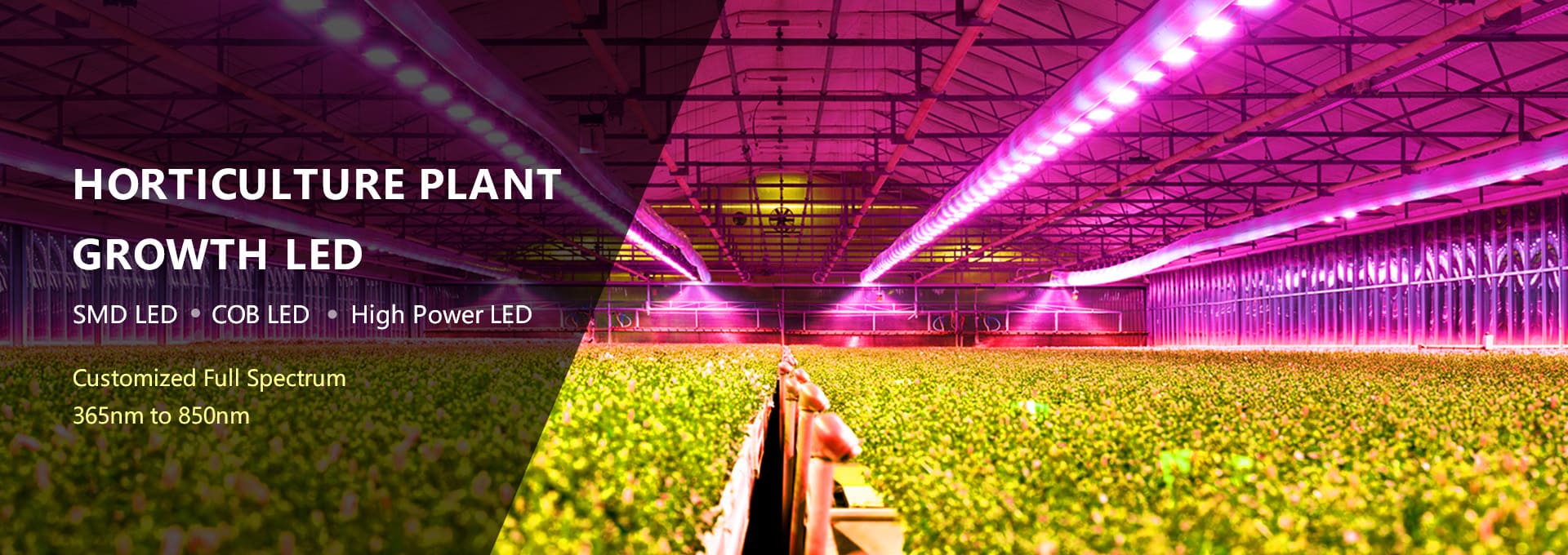 blog Banner horticulture plant growth led